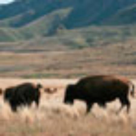 Original Mapo Charcoal Fire Ribs